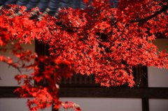 京都の秋(その１０／くれない）
