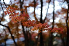 京都の秋(その９／枝振り）