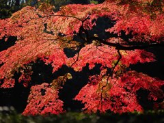 紅葉三昧(その５／紅葉満開？？？）