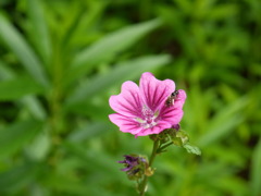 うすべにあおい