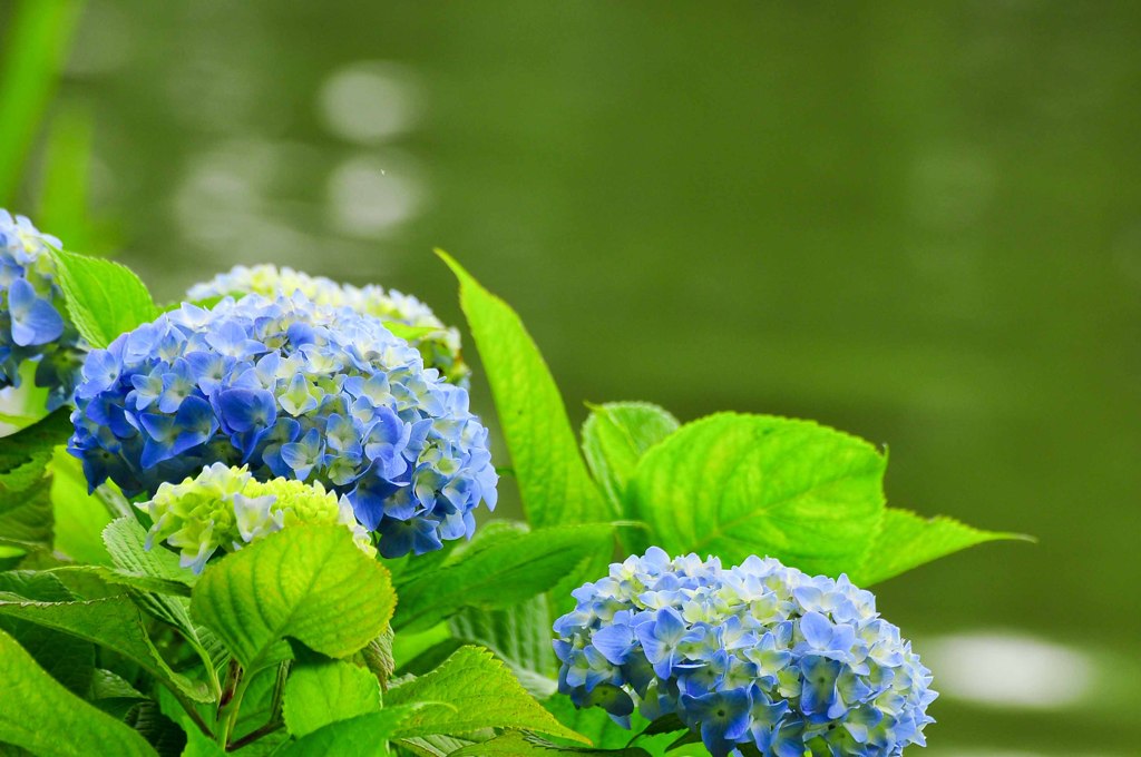 畔の紫陽花　－２－