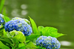 畔の紫陽花　－２－