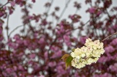 紅白桜の宴