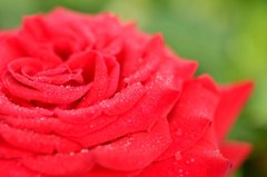 Rose soft (do not eat it)