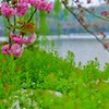 春の不忍池