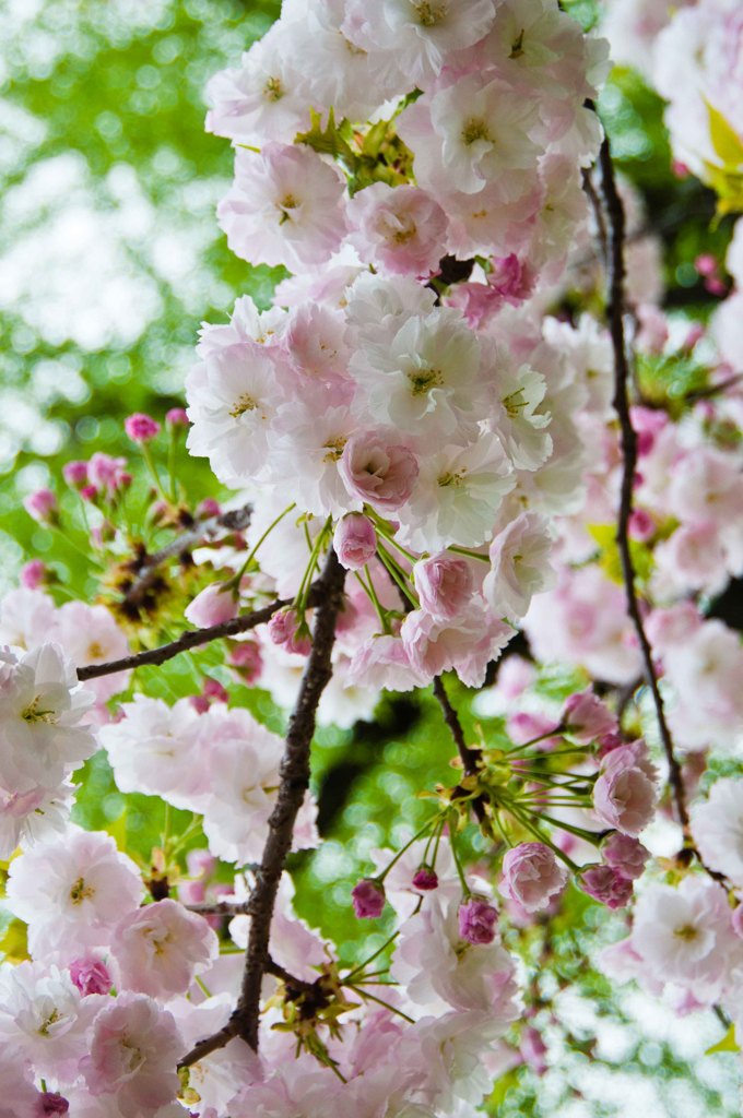 桜のブーケ