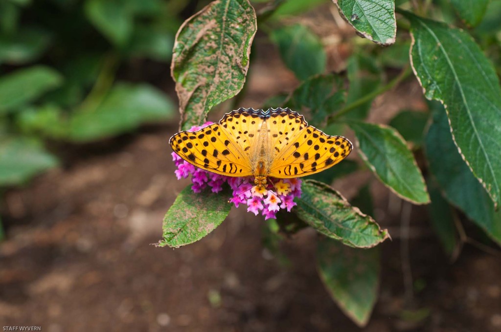 My first butterfly