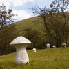 きのこ山