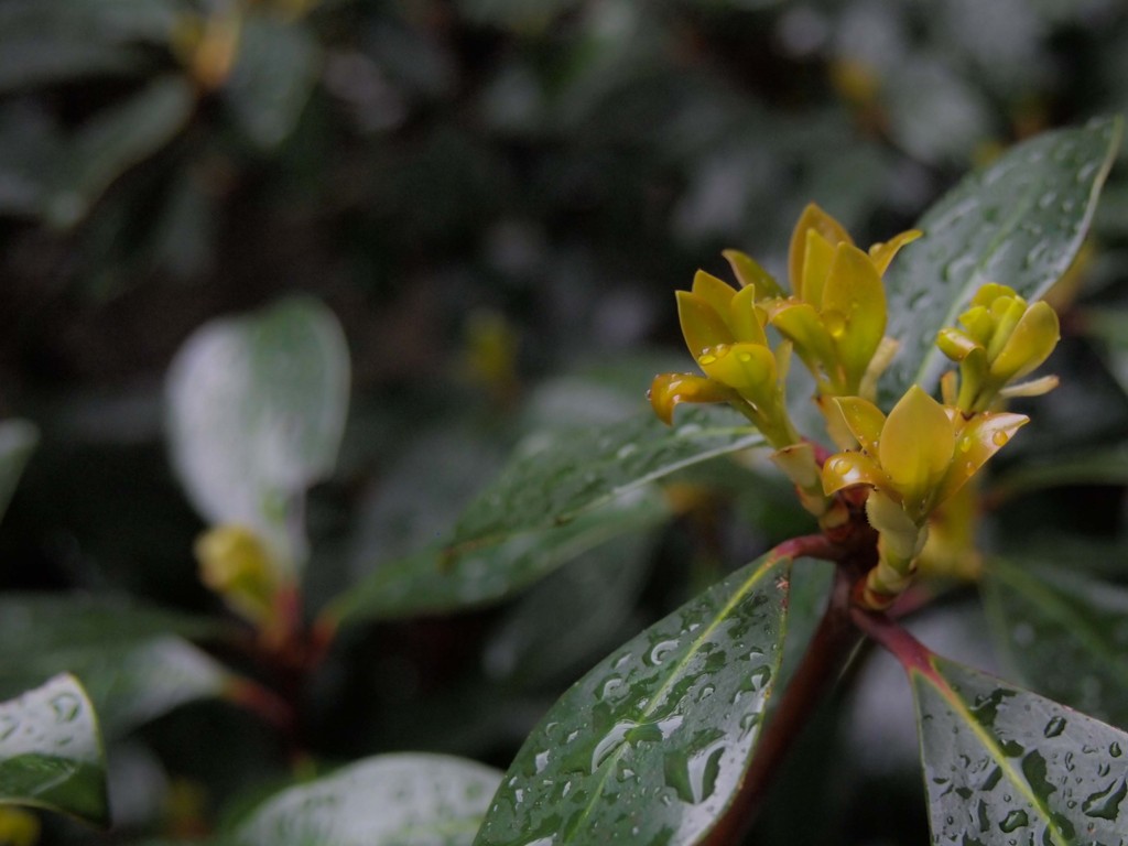 新緑雨