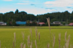 ニッポンの9月