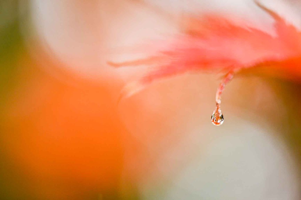 秋雨