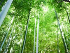 盛夏竹林