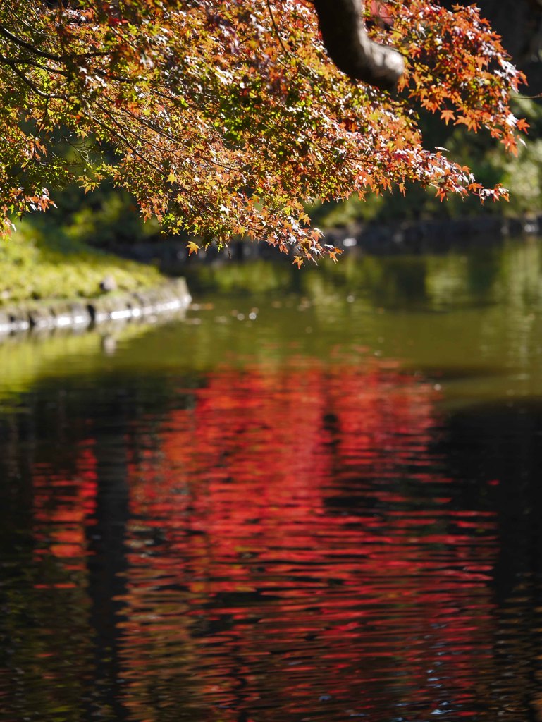 紅葉三昧(その３／池の紅）