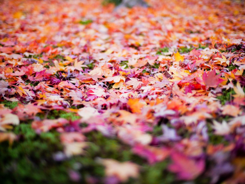 京都の秋(その８／ちらし紅葉)