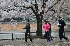 桜を浴びて