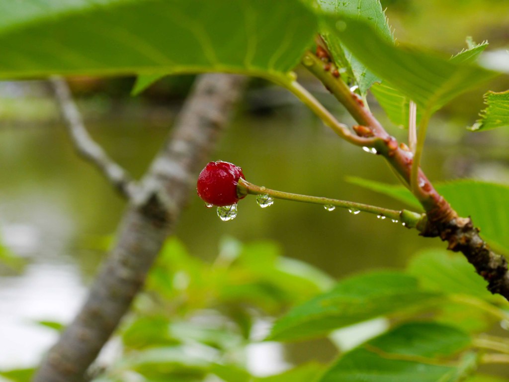 小雨