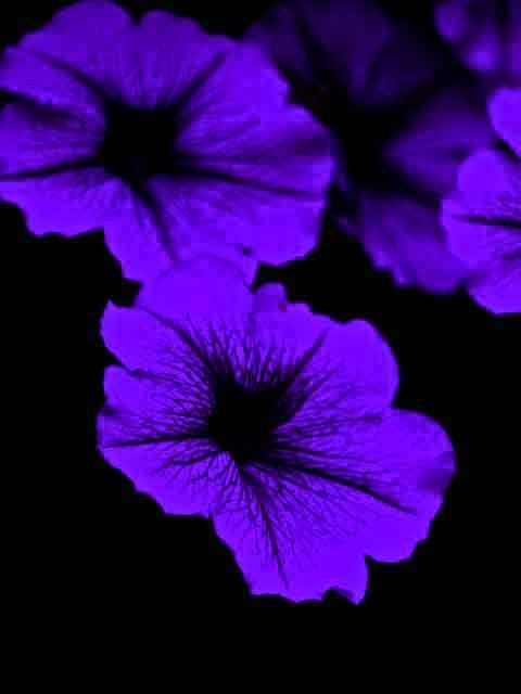 purple flowers
