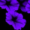purple flowers