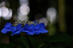 夏の足音