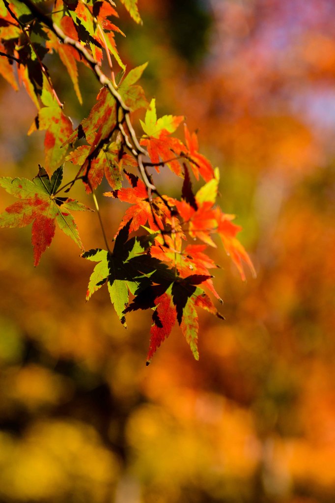 京都の秋(その４／斑紅葉）