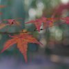 京都の秋(その７／佇む紅葉)