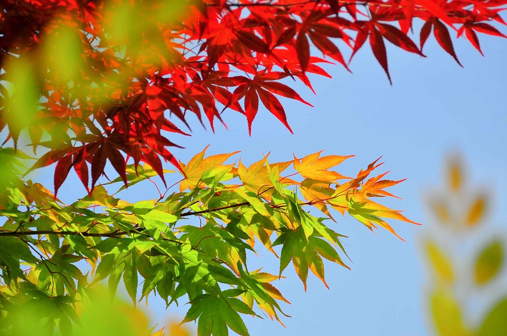 初夏紅葉