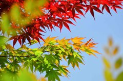 初夏紅葉