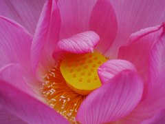 蓮に首ったけ