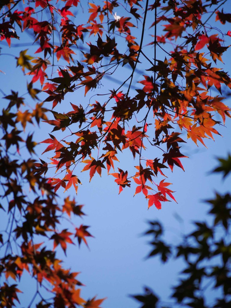 紅葉三昧(その２／光と陰）