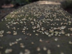 ありがとう　〜花一生〜