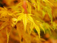 京都の秋（その３／黄葉）