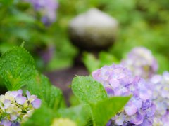 小雨の紫陽花