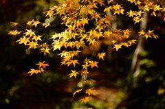 京都の秋(その６／光る黄葉）