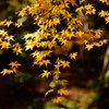 京都の秋(その６／光る黄葉）