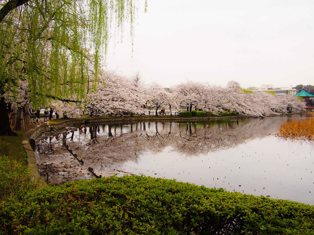 春の不忍池