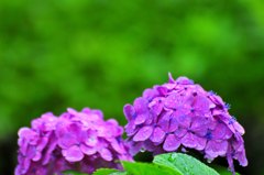 雨の紫陽花