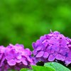 雨の紫陽花