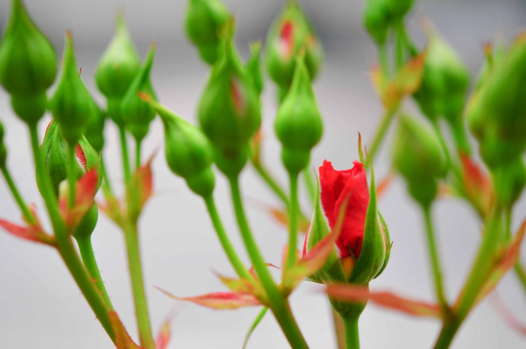 おさな薔薇