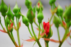 おさな薔薇