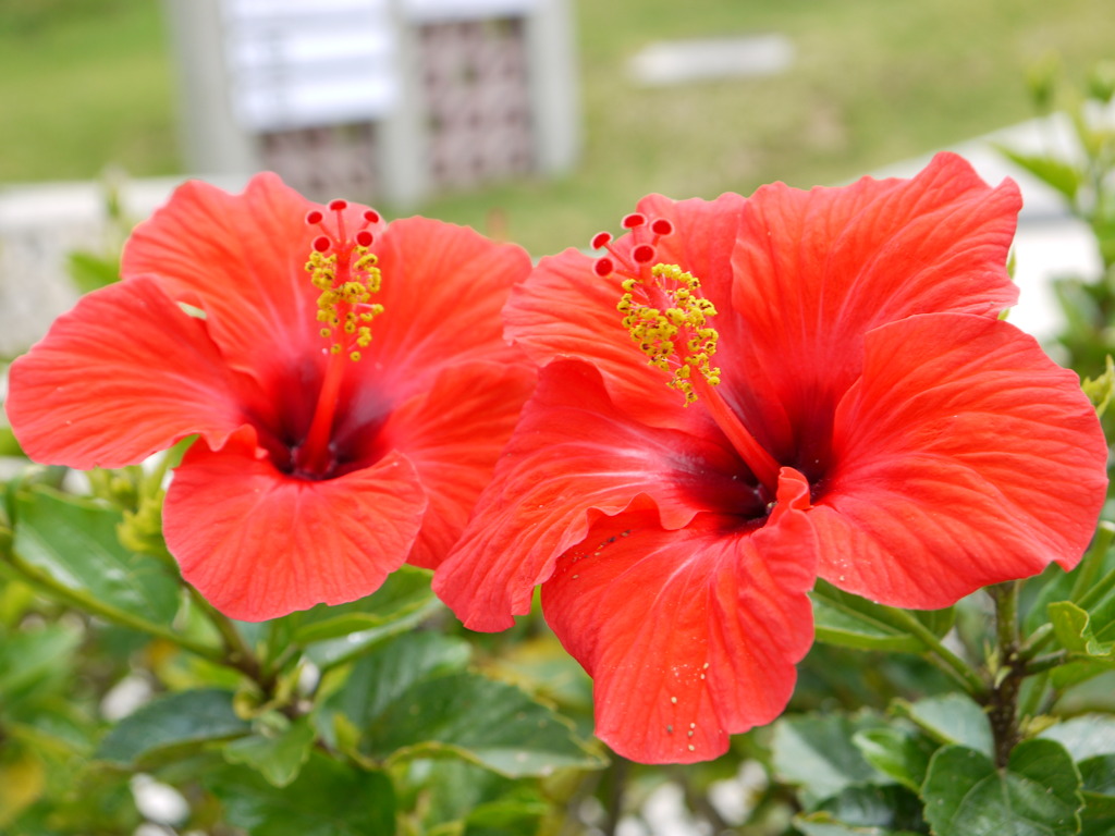 新婚花