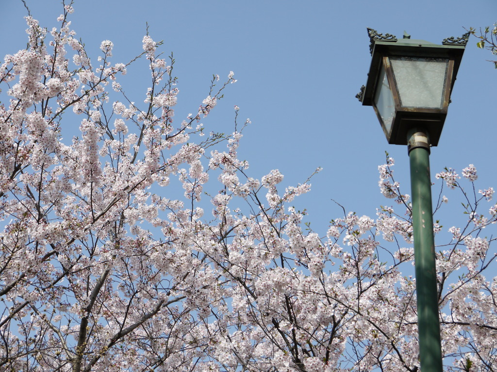桜と街灯