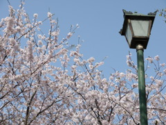 桜と街灯