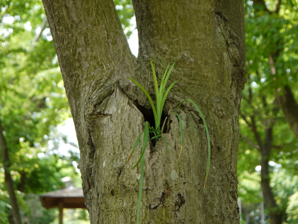 新芽