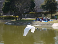 羽ばたき