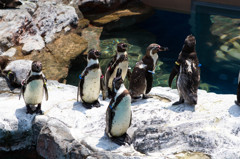 ペンギン一個小隊