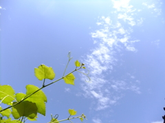 夏の空