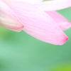 　淡い恋ごころ