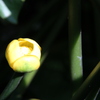 　水生華
