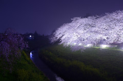 夜桜