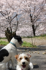 さくらみる